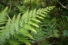 L1000591