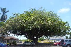 P1000782